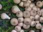 Körtealakú pöfeteg (Lycoperdon pyriforme), Visegrádi-hegység